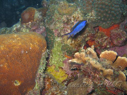 Demoiselle bleue Chromis cyanea.JPG